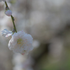 2018桜模様　色々