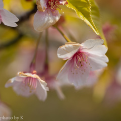 桜