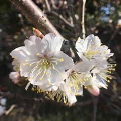 さくらんぼ