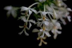 宇治植物公園にて