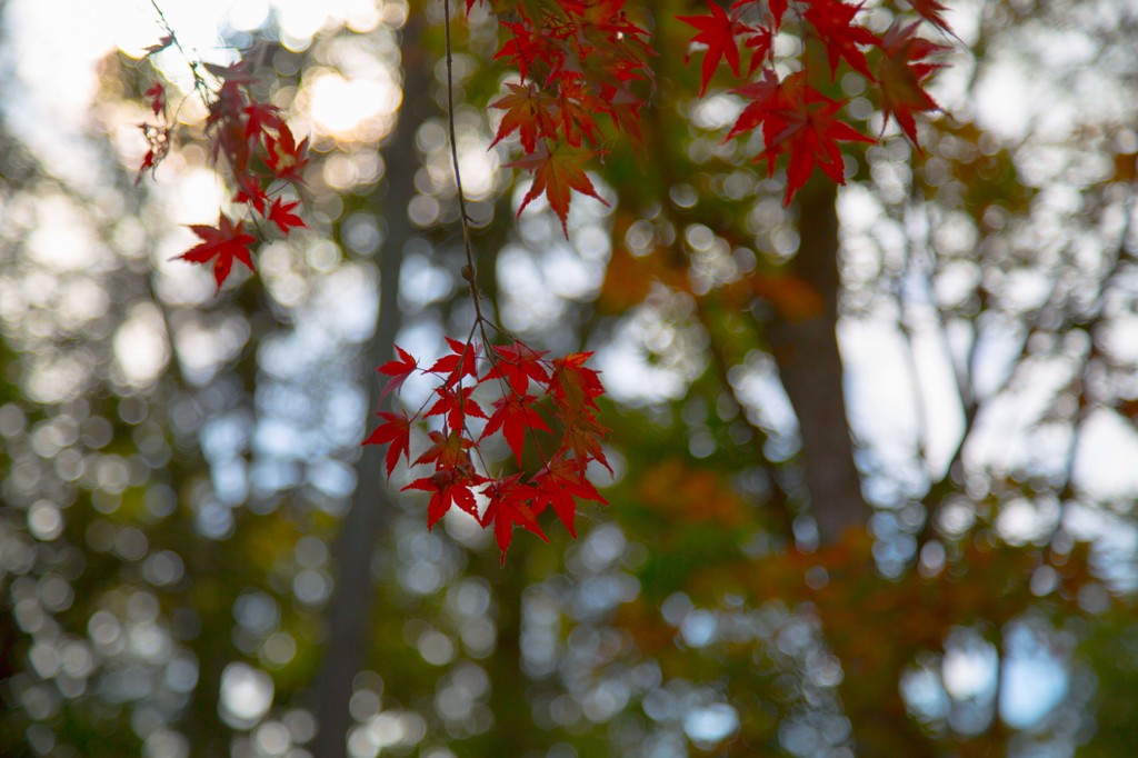 2014紅葉