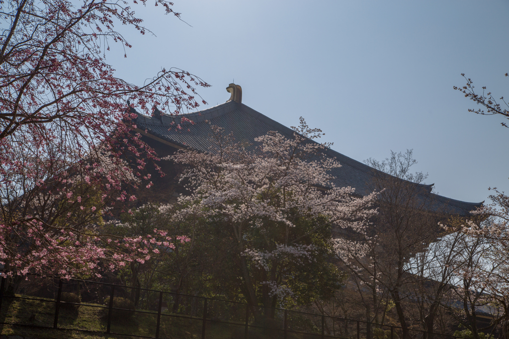 2018奈良公園