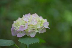 矢田寺 紫陽花