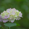 矢田寺 紫陽花