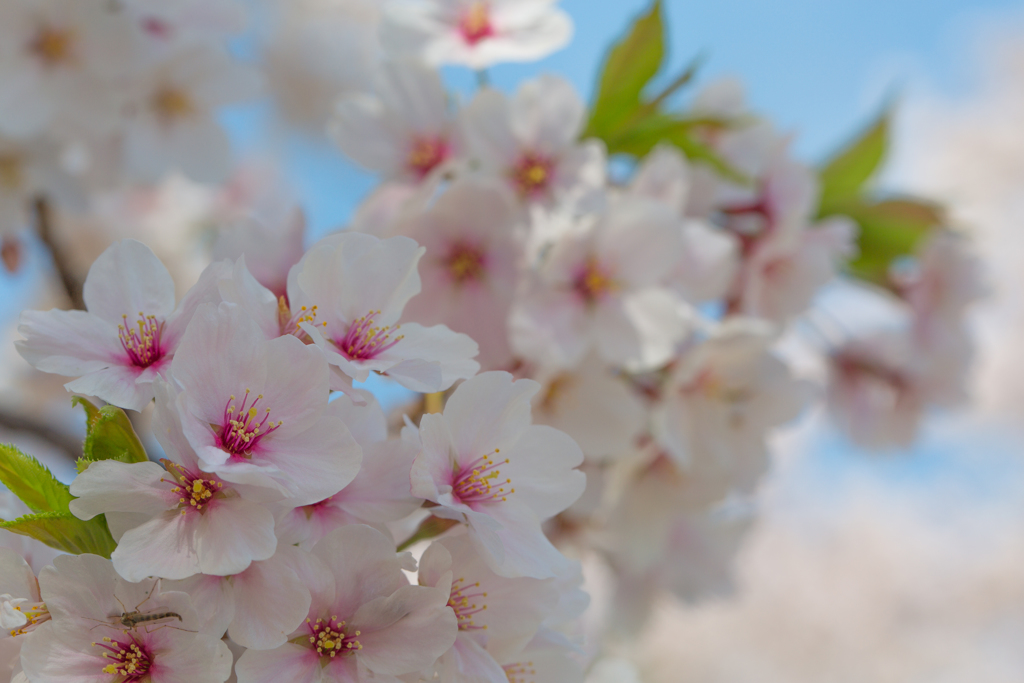 2018桜模様　色々