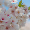 2018桜模様　色々