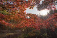 20171122宇治植物公園