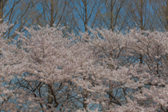 2018桜模様　色々