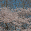 2018桜模様　色々