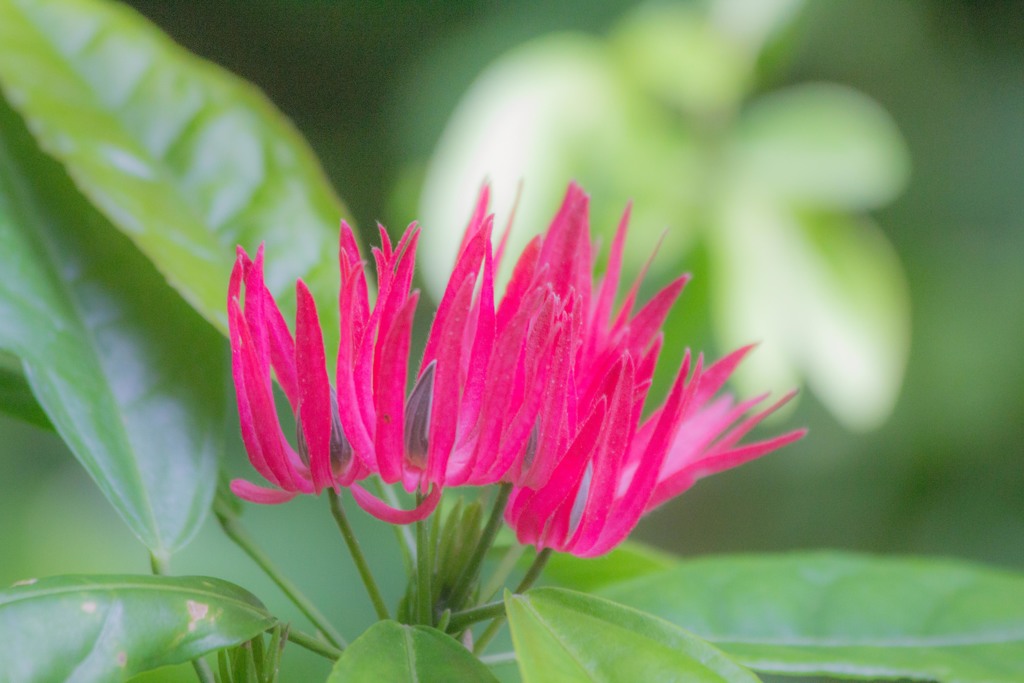 宇治植物公園にて
