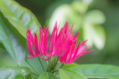 宇治植物公園にて