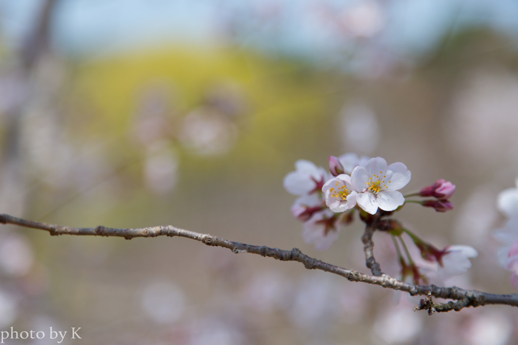 桜
