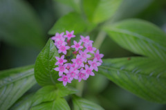 花　温室