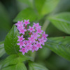 花　温室