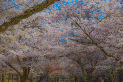 2018奈良公園