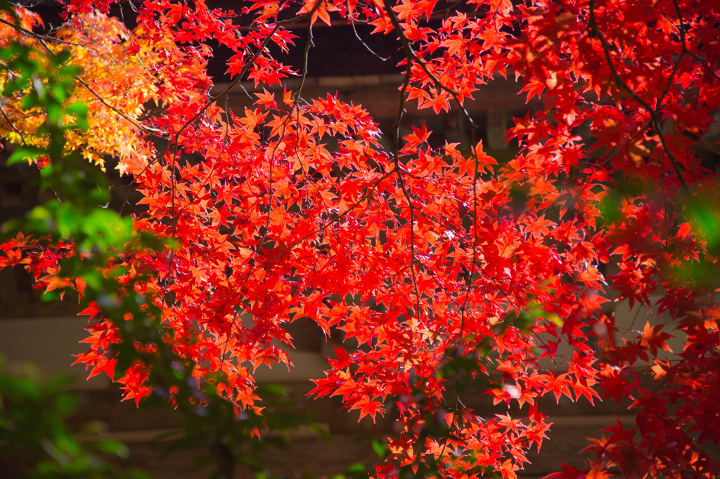 紅葉
