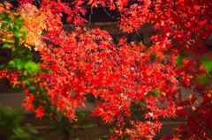紅葉