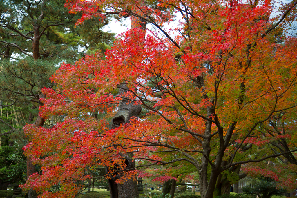 兼六園にて