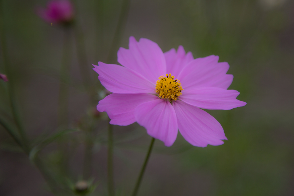 秋桜