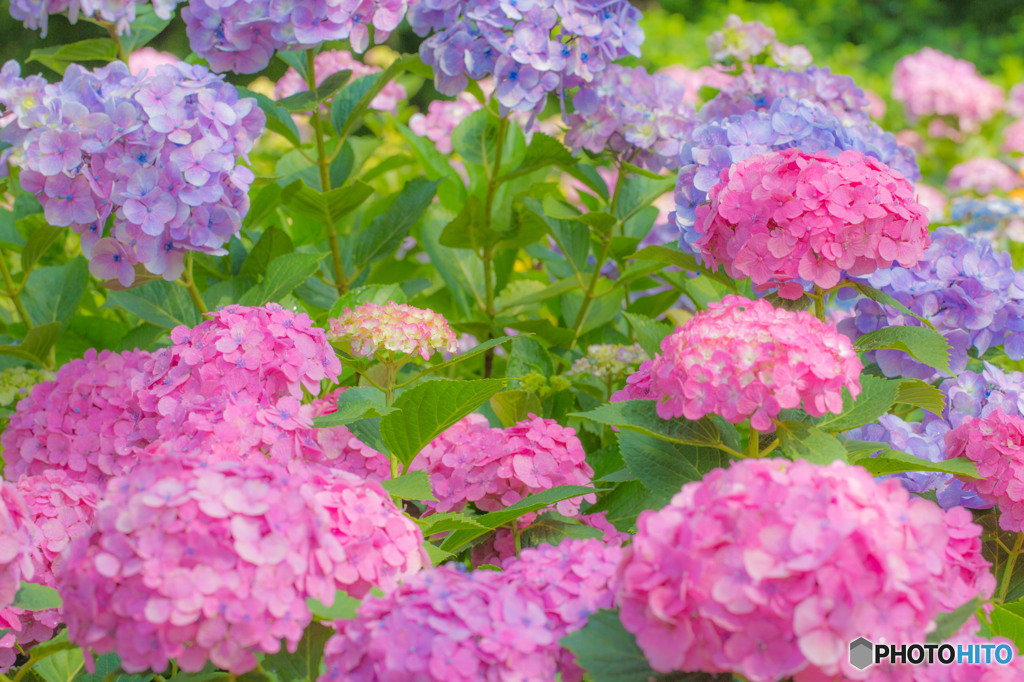 紫陽花