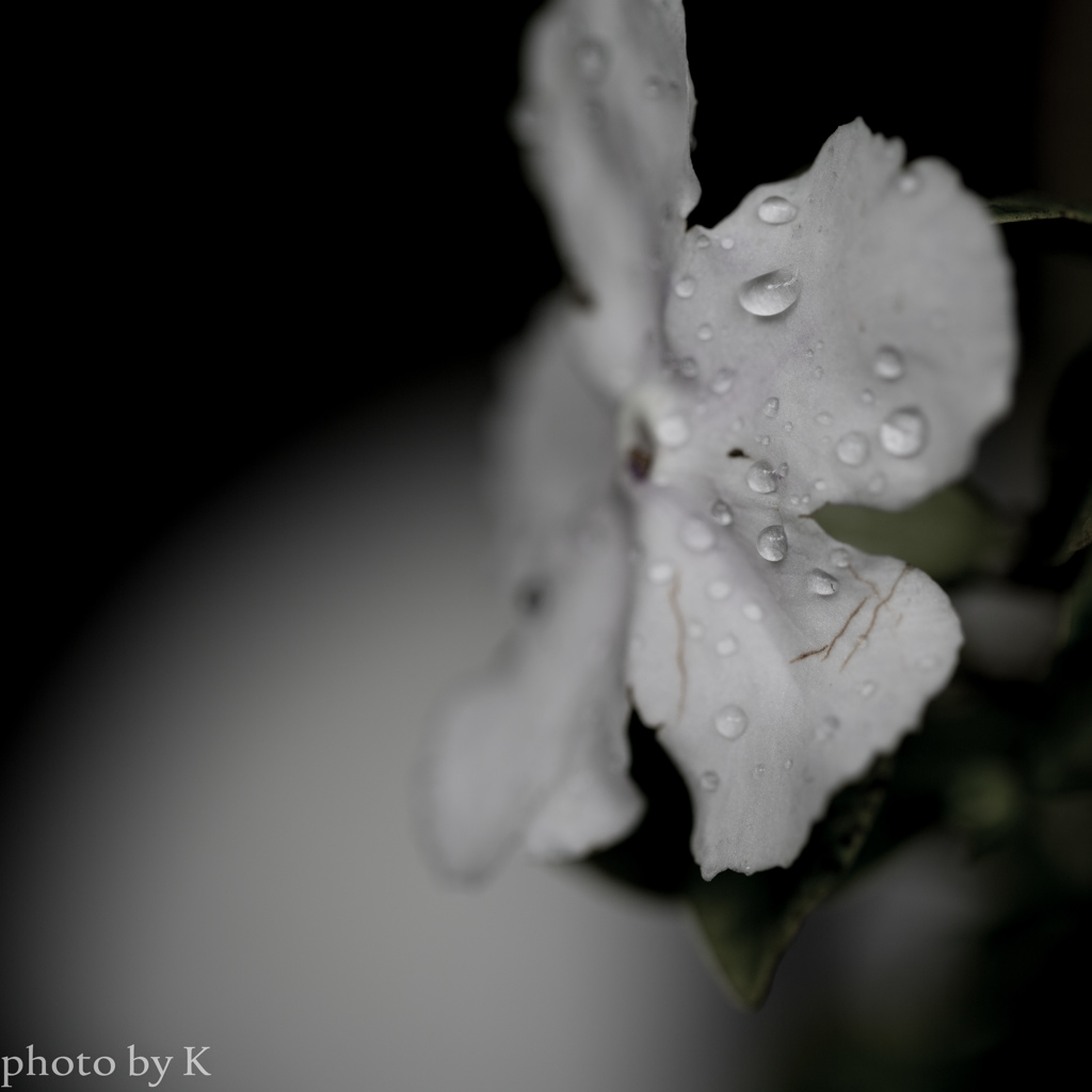 花と雫