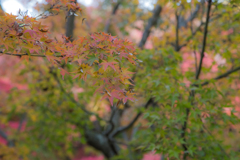 20171122宇治植物公園