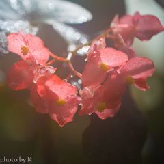 温室に咲く花