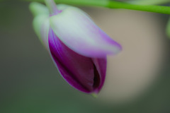 宇治植物公園にて