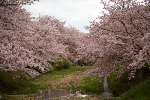 2017桜