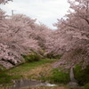 2017桜
