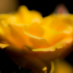 2017薔薇　霊山寺