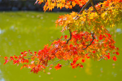 10月の奈良公園にて