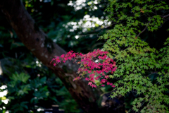 20171107吉城園