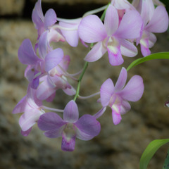 宇治植物公園にて
