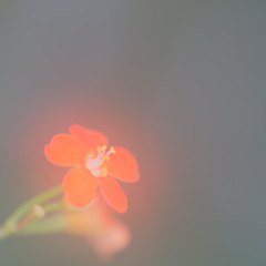 宇治植物園にて