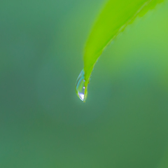 雨上がり