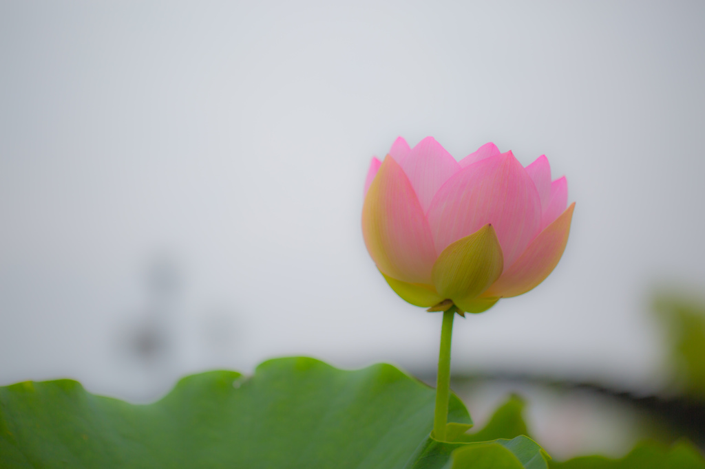 蓮