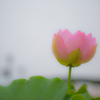 蓮
