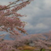 2017桜
