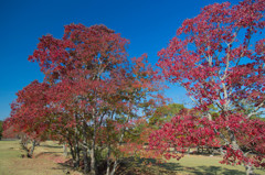 10月の奈良公園にて