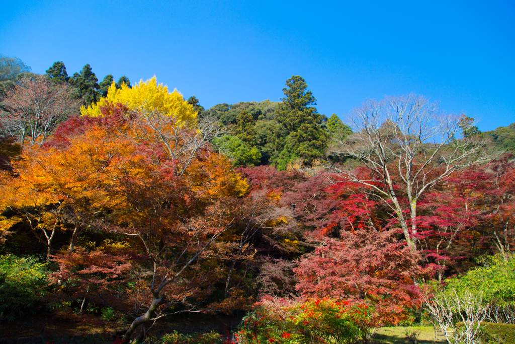 20171128正暦寺