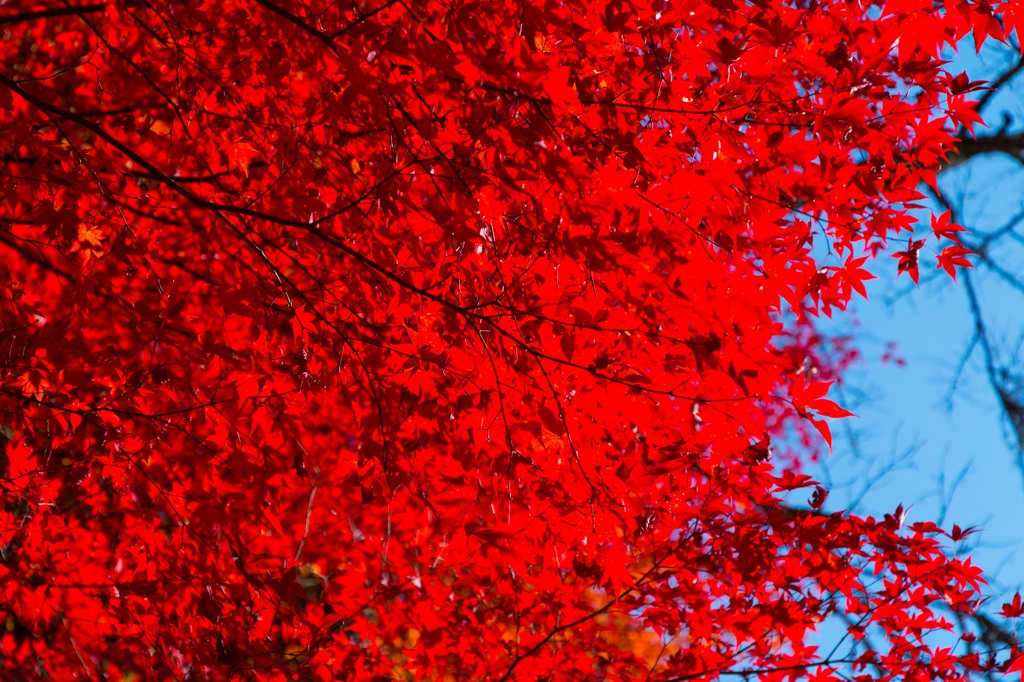 ２０１４紅葉