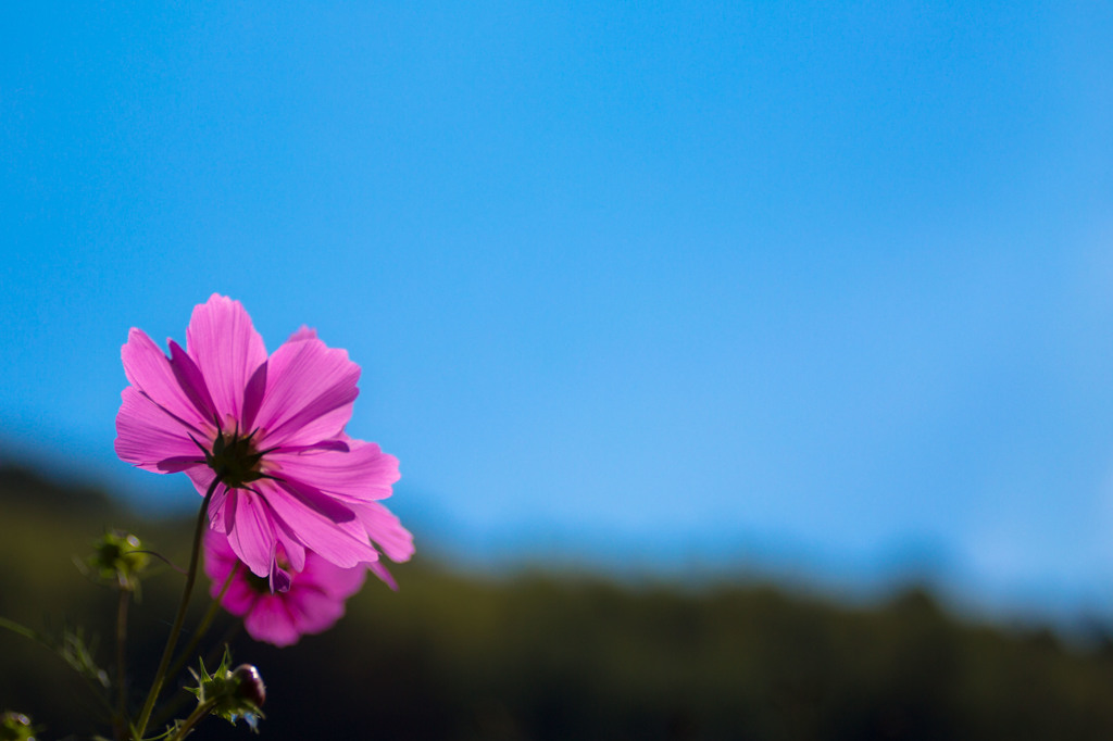 秋桜