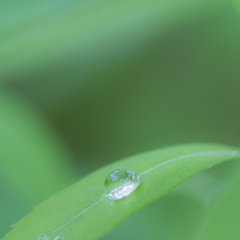 雨上がり
