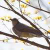 野鳥