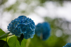 矢田寺 紫陽花