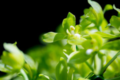 宇治植物公園にて