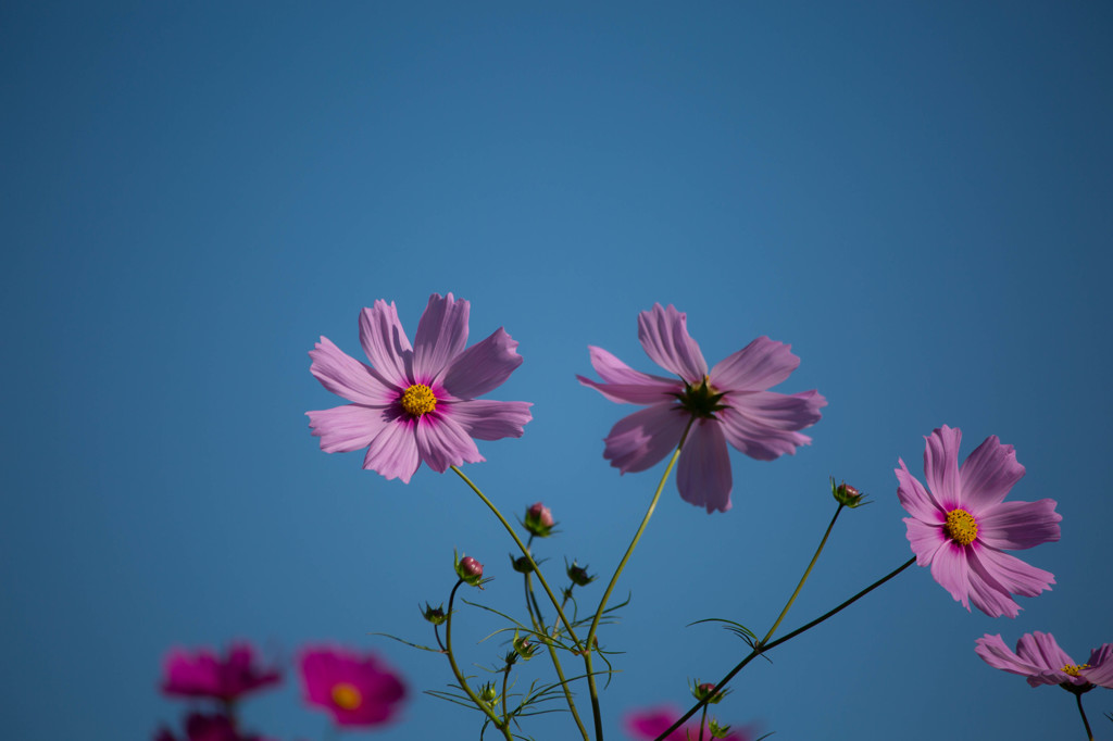 秋桜