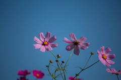 秋桜