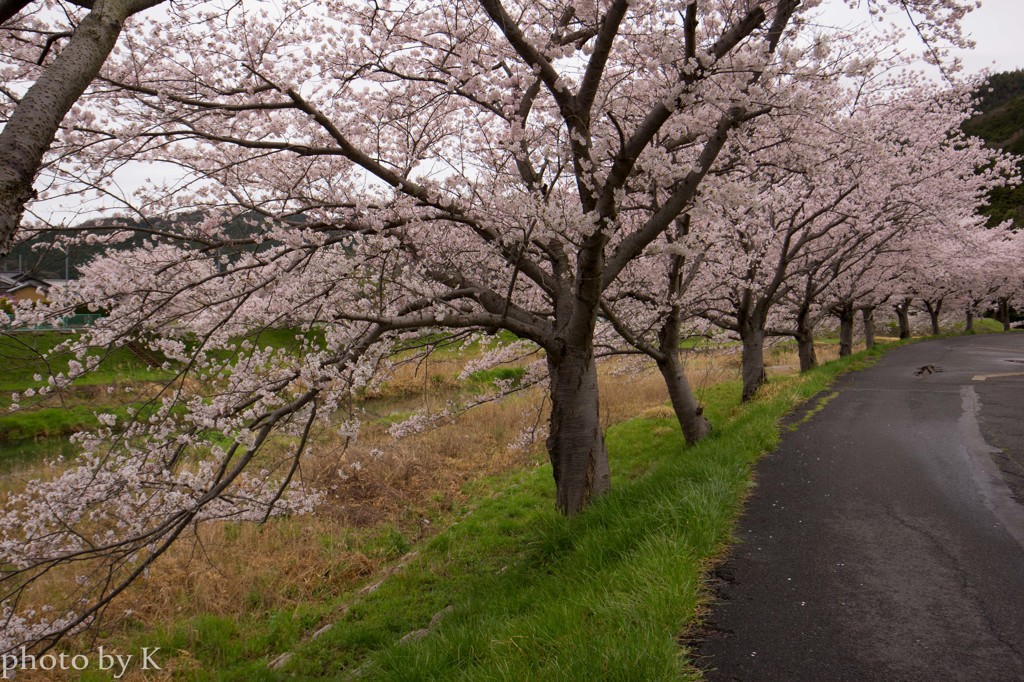 桜